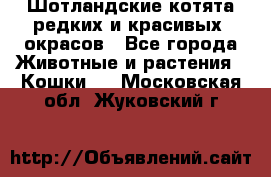 Шотландские котята редких и красивых  окрасов - Все города Животные и растения » Кошки   . Московская обл.,Жуковский г.